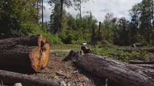 How Our Tree Care Process Works  in  Ormond By The Sea, FL